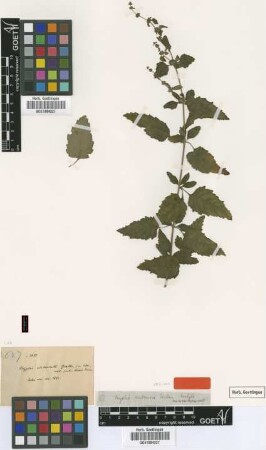 Hyptis cubensis Urb. [isotype]
