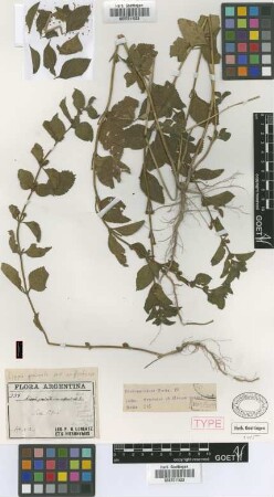 Lippia geminata Kunth var. suffruticosa Griseb.[holotype]