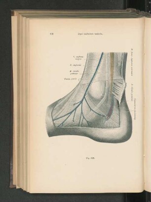 Fig. 623. Regio malleolaris medialis.