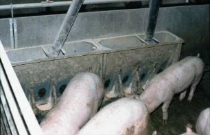 Fotografie: Flüssigfütterung, Mastschwein, Vollspaltenboden