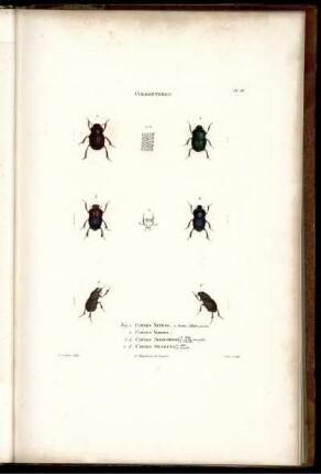 Pl. III. [bis] Pl. VII.