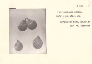 Foto von Beeren mit Botrytisbefall