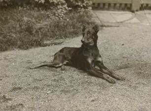 Haushund (Canis lupus familiaris). Dobermann