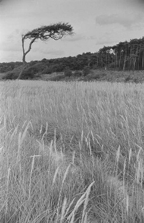Darßer Landschaft