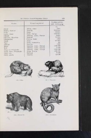 Abb. 1 Biber Abb. 2 Bisamratte Abb. 3 Brauner Bär Abb. 4 Cervalkatze