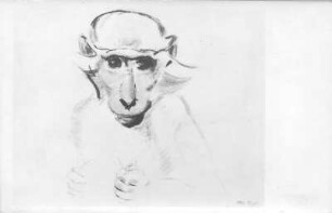 Beobachtendes Äffchen. Kohlezeichnung (1946; E. Richter)