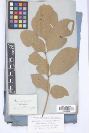 Fraxinus discolor