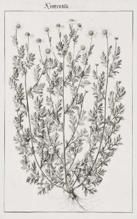 Krottentille, Seite 232