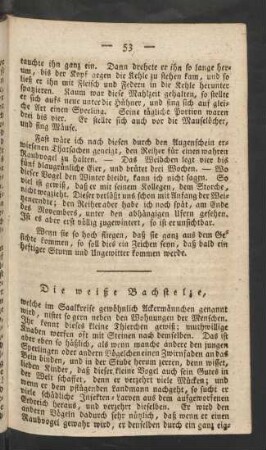 Die weiße Bachstelze