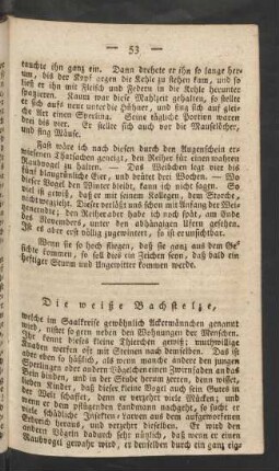 Die weiße Bachstelze