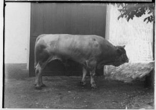 Landwirtschaftskammer Sigmaringen 1934 - Tieraufnahmen Stier