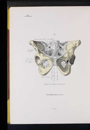Articulationes pelvis.