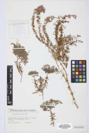 Polycarpaea smithii Link