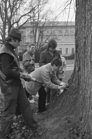 Behandlung der von Pilz befallenen Ulmen im Karlsruher Stadtgebiet