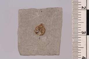 Marienkäfer (Coccinellinae)