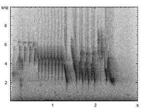 Buchfink | Fringilla coelebs - Gesang