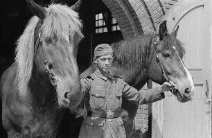 Zweiter Weltkrieg. Niederlande unter deutscher Besatzung. Wehrmachtsangehöriger, zwei Pferde am Zügel aus dem Stall führend (wohl bei Den Haag)