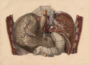 Arterien und Venen des Magens (von hinten)