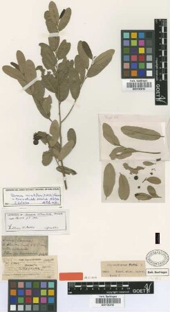 Banara reticulata Griseb. [lectotype]
