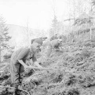 Staatlicher Forstwirtschaftsbetrieb Saalfeld: Arbeiterinnen hacken den Waldboden auf