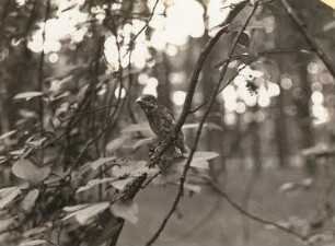 Europa. Kernbeißer (Coccothraustes coccothraustes), flügger Jungvogel