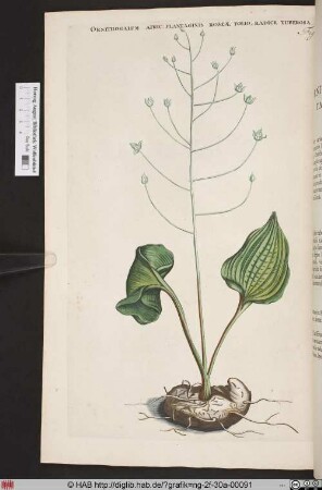 ORNITHOGALUM AFRIC: PLANTAGINIS ROSEAE FOLIO.