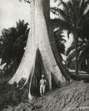 Kamerun bei Douala. Woll- oder Kapokbaum (Ceiba pentandra, = Eriodendron anfractuosum). Stamm mit Brettwurzeln gegen Palnhain