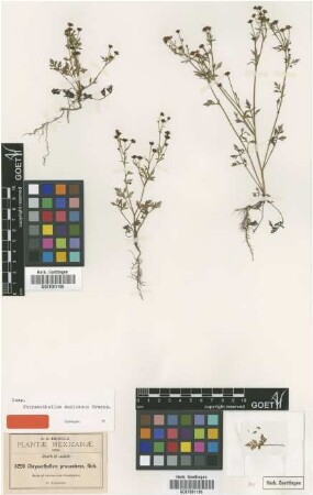 Chrysanthellum procumbens Rich.