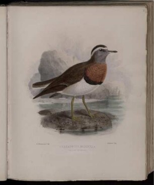 Charadrius Rubecola.
