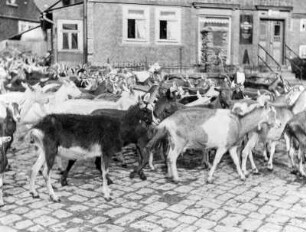 Schmiedefeld
