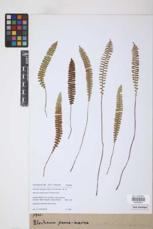 Blechnum penna-marina (Poir.) Kuhn