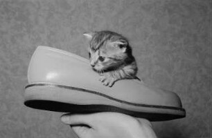 Aufnahme einer kleinen getigerten Katze in einem Schuh