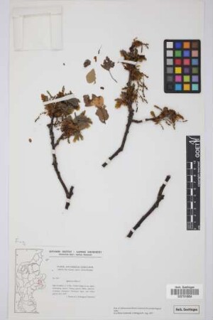 Quercus robur L.