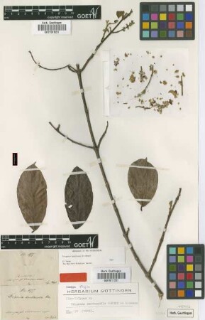 Trigonia xanthophila Garcke [isotype]