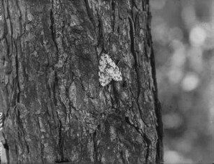 Nonne : Nonne (Lymantria monacha Linnaeus).