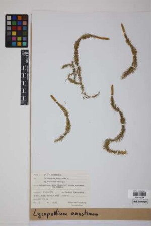 Lycopodium annotinum annotinum L.