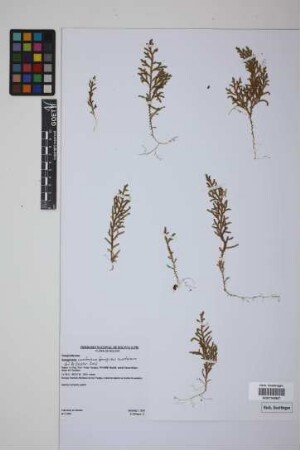 Selaginella moritziana Spring