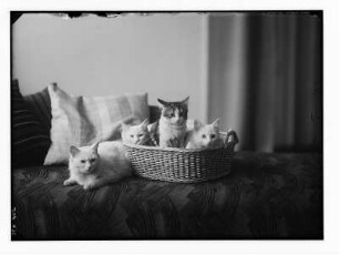 Katze mit drei Jungen auf einem Sofa