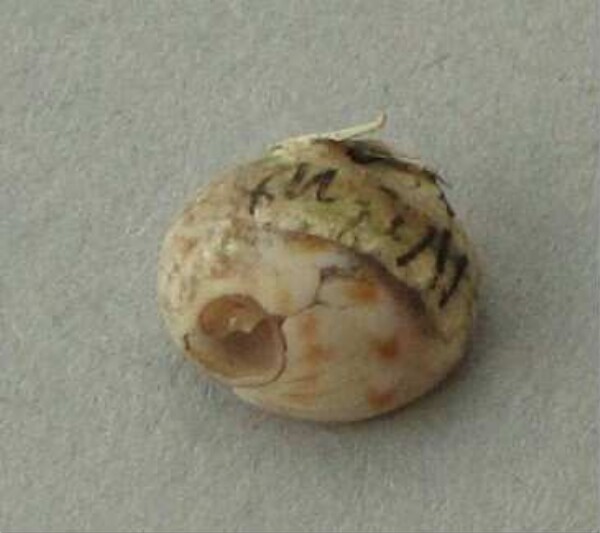 Snail shell as a pendant