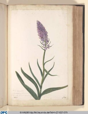 Orchis maiulata, Orchis morio, (mas) foliis maenlalis. Sive Testieulus morionis, mas.