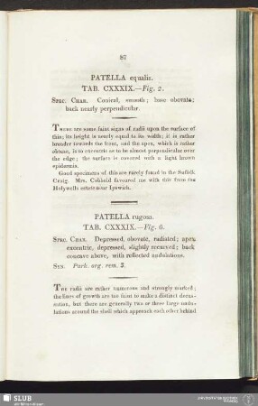 Patella rugosa. Tab. CXXXIX. — Fig. 6
