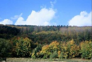 Herbstlicher Mischwald