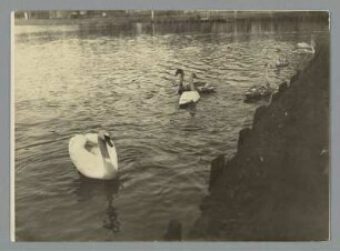 Jungschwäne in Borna auf dem Breiten Teich