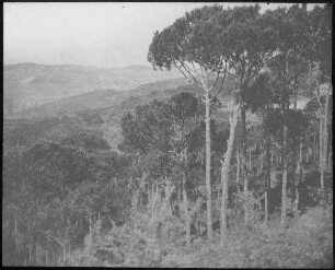 Kiefern am westl. Abh. D. Libanon an d. Balin