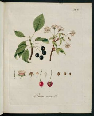 Prunus avium L.