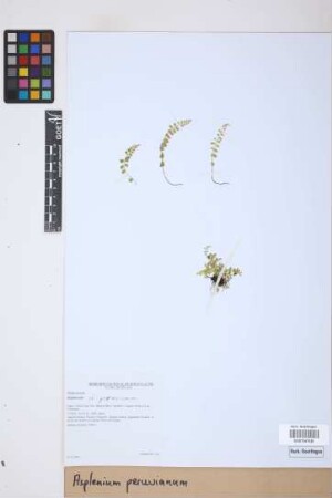 Asplenium peruvianum Desv.