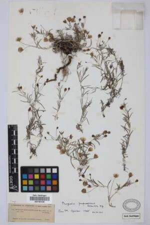 Phagnalon purpurascens Sch.Bip.