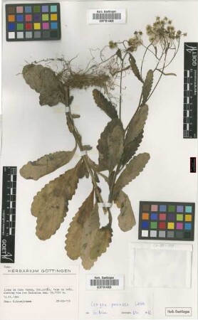 Conyza pannosa Webb