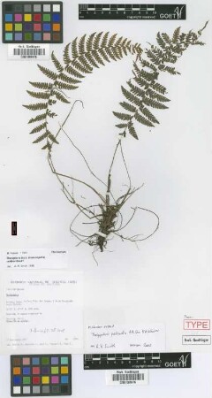 Thelypteris pellucida A.R.Sm. & M. Kessler [paratype]