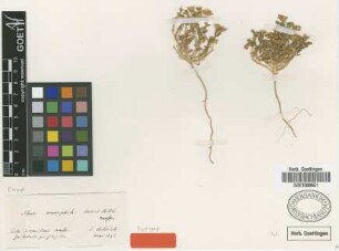 Silene amophila Boiss. &Heldr. [syntype]